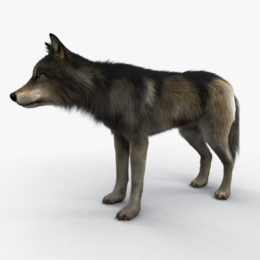 3D wolf fur variations TurboSquid 1575387