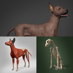 mexican hairless dog anatomy 3D model
