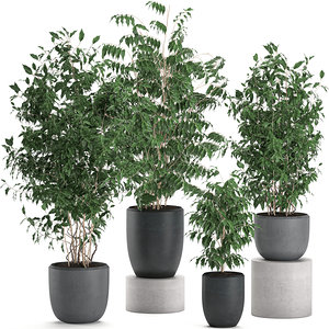 3D decorative trees interior pots model