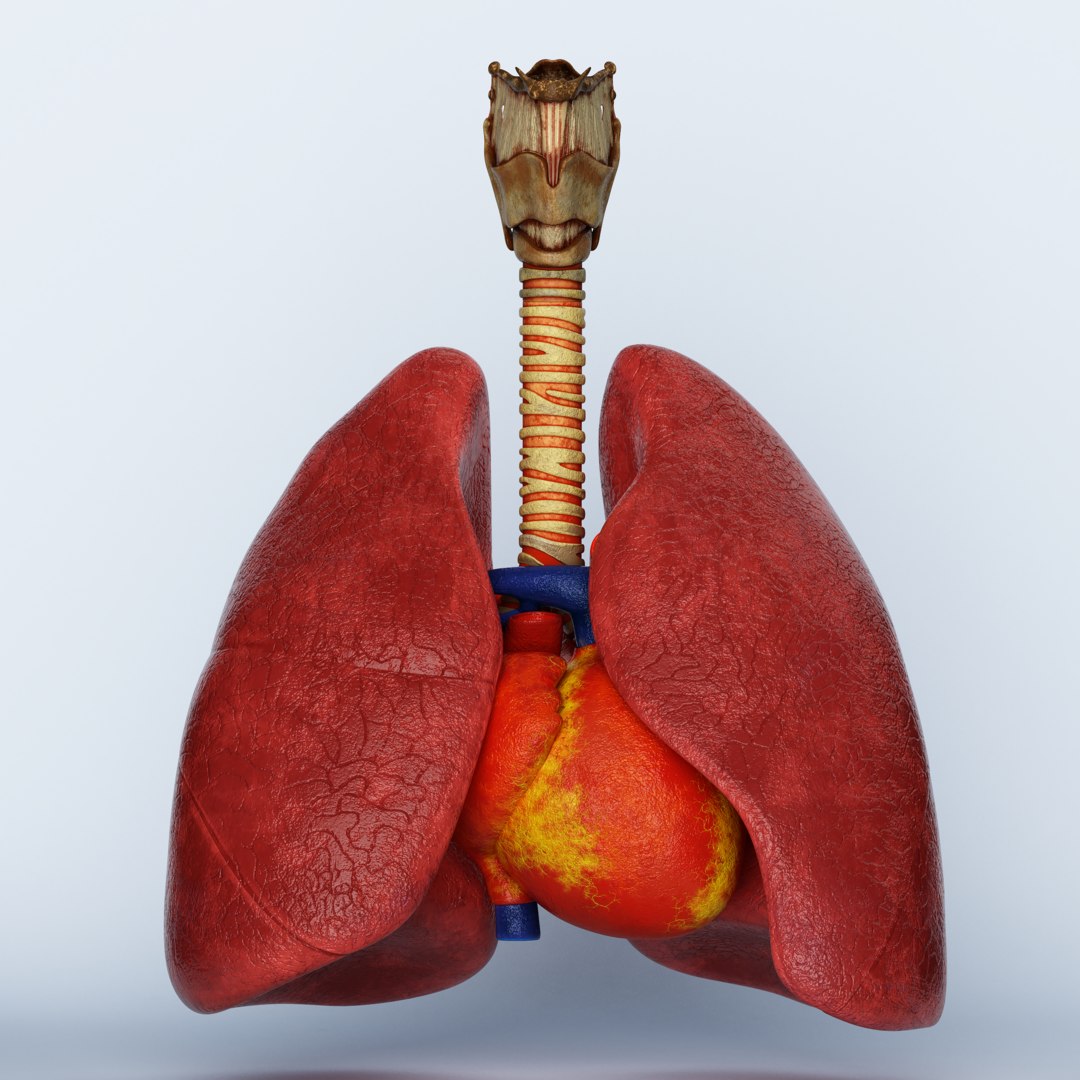 Trachea Heart Lungs3D模型 TurboSquid 1570805