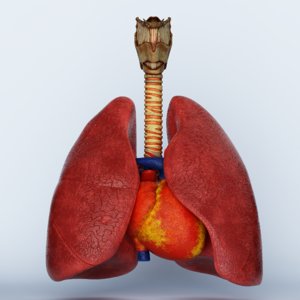 3D trachea heart lungs model