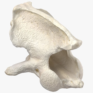 french bulldog second neck 3D model