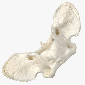 french bulldog neck vertebrae 3D model