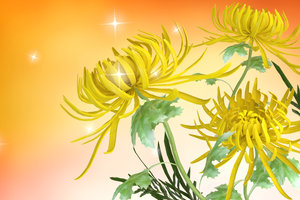 3D chrysanthemums flowers plants background model
