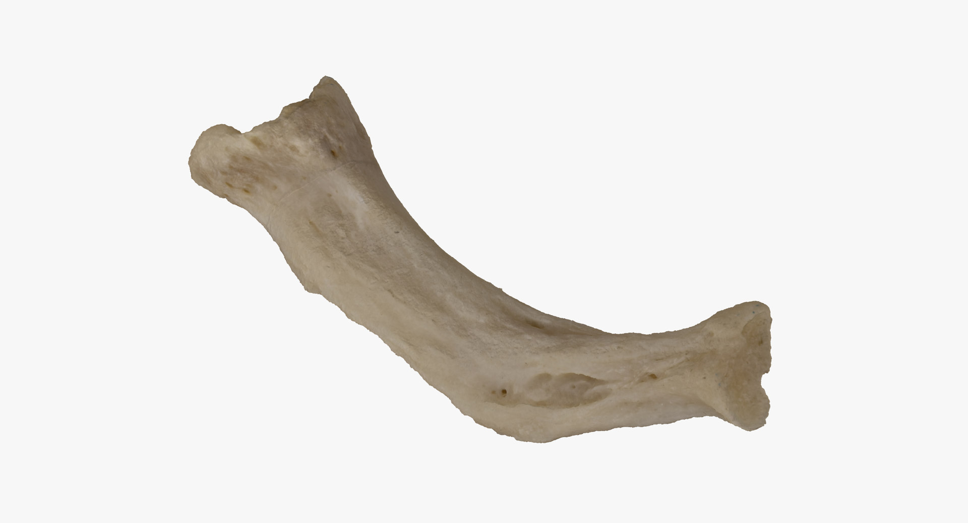 3D domestic dog hyoid apparatus model - TurboSquid 1571613