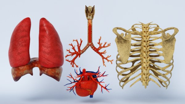 Costelas, traqueia, coração, pulmões Modelo 3D - TurboSquid 1571948