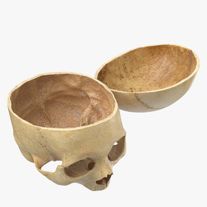 3D human skull cranial 02