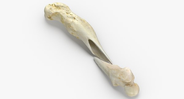 dog femur