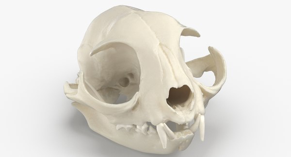 Domestic Cat Skull Jaw 3d Model Turbosquid 1562456