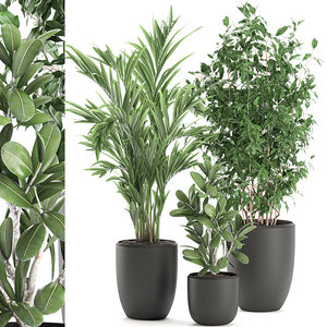 decorative plants 3D model