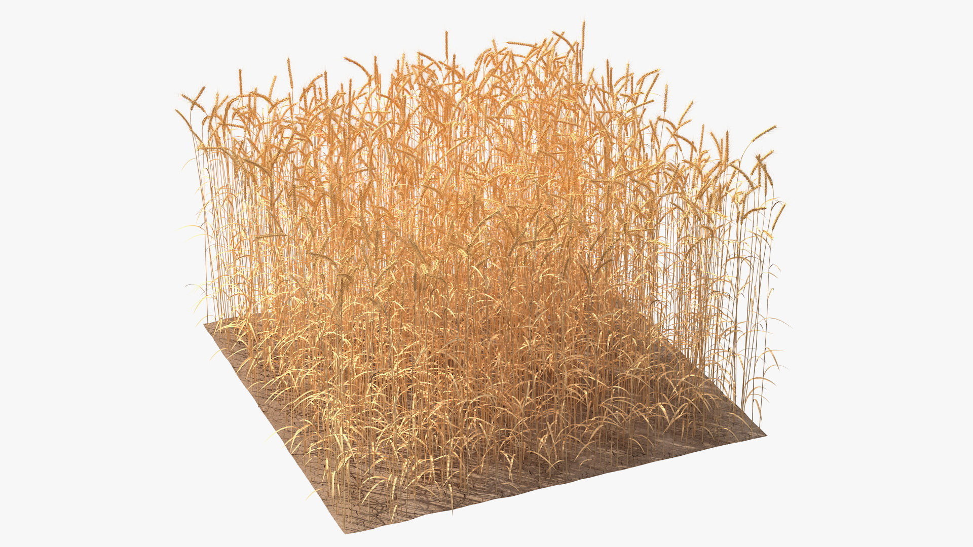 Section Wheat Field 3D Model TurboSquid 1572937