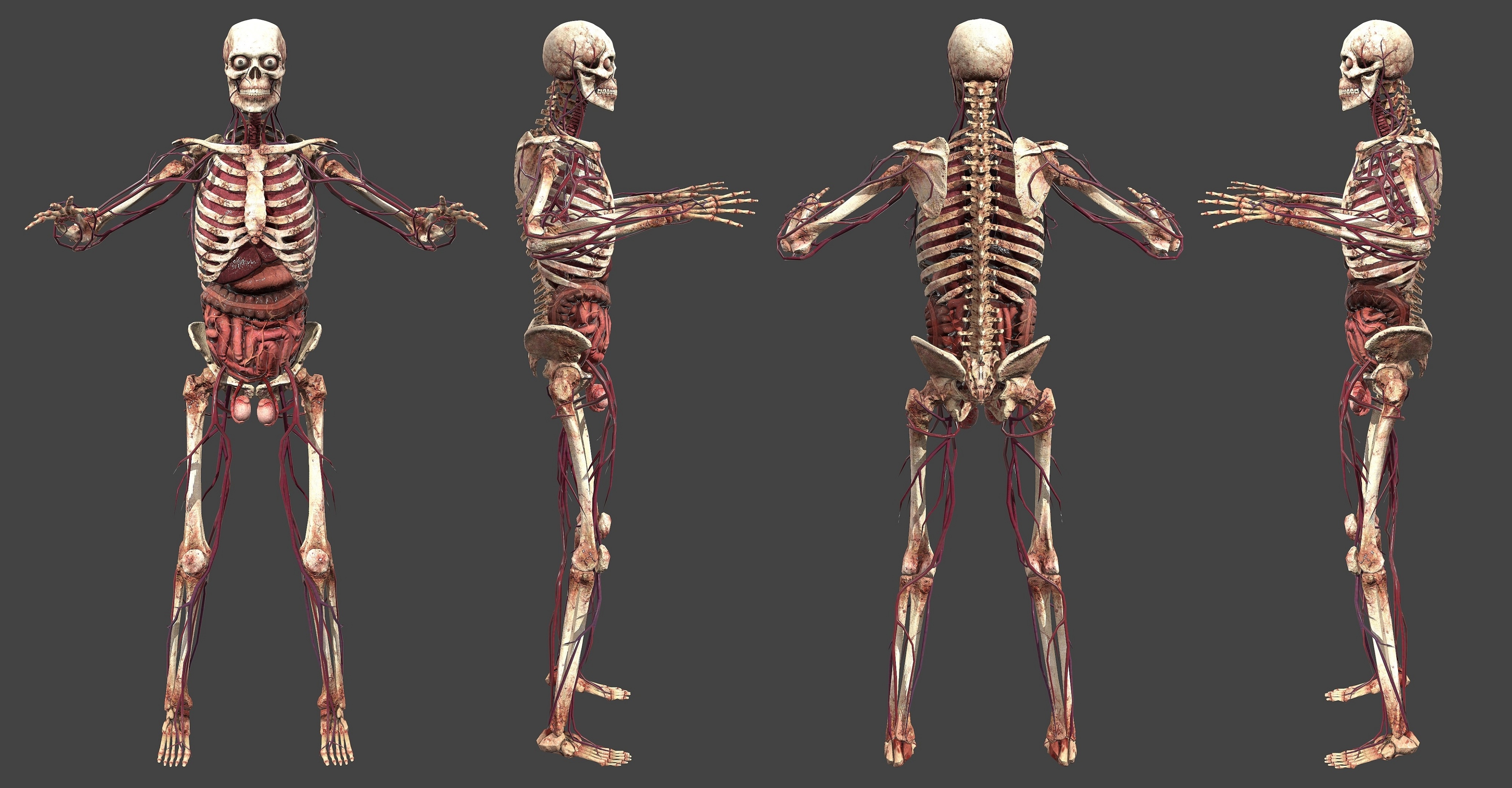 Anatomy skeleton internal organs 3D model Biology Diagrams