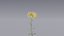 realistic daisies flowering 3D