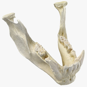pavian monkey male jaw 3D model