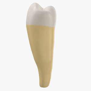 premolar lower jaw clean 3D