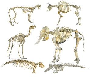 3D skeletons animals hd