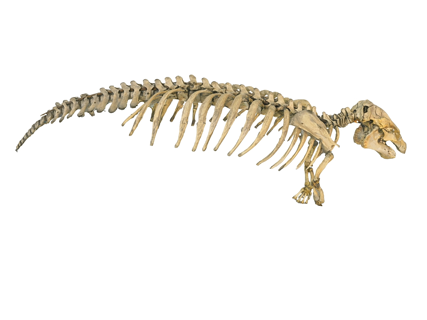 3D skeletons animals hd - TurboSquid 1573553