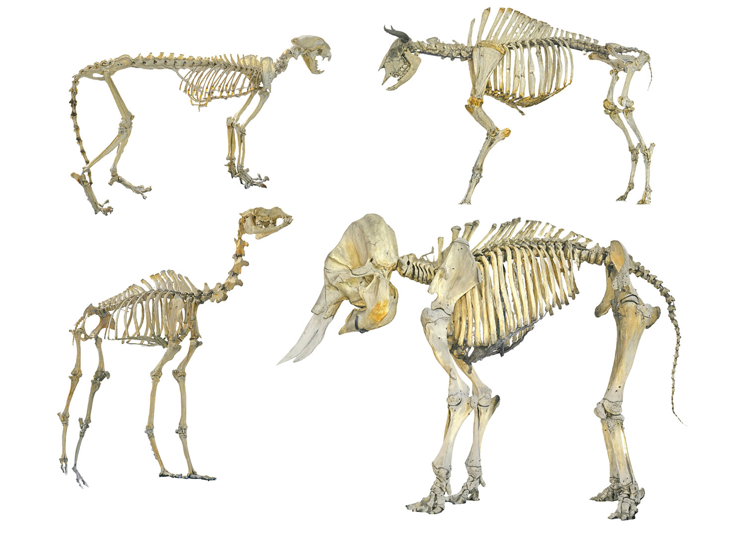 Skeletons animals hd model TurboSquid 1573554