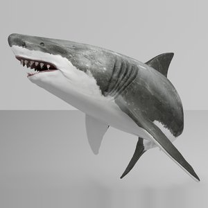 great white shark rigged 3D