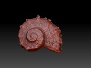 seashell shell 3D