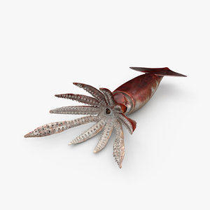 3D model squid animal