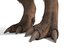 tyrannosaurus rex fur rigged model