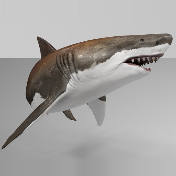 3D model great white shark rigged