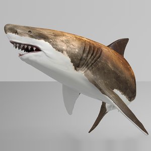 3D great white shark rigged