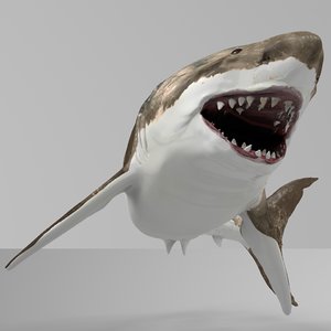 great white shark rigged 3D model