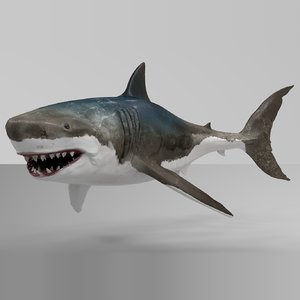 3D great white shark rigged model