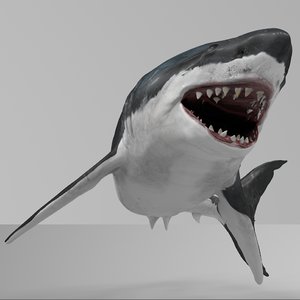 3D great white shark rigged model
