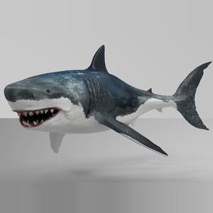 great white shark rigged 3D model