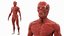 3D male body anatomy skeleton model