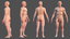 3D male body anatomy skeleton model