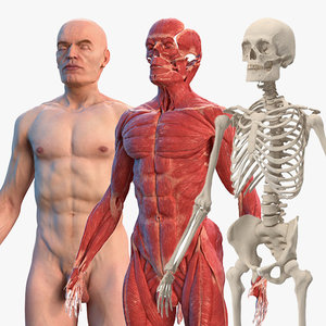 Turbosquid éducation MaleBodyAnatomyCollectionvray3dmodel000_1.jpg4376BF9D-9ADC-4A55-A171-45CBCC320626Res300