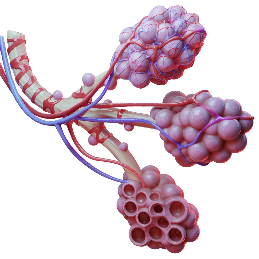 Realistic human bronchi alveoli 3D - TurboSquid 1575645