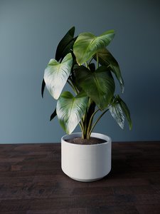 - pot plant sizes 3D model