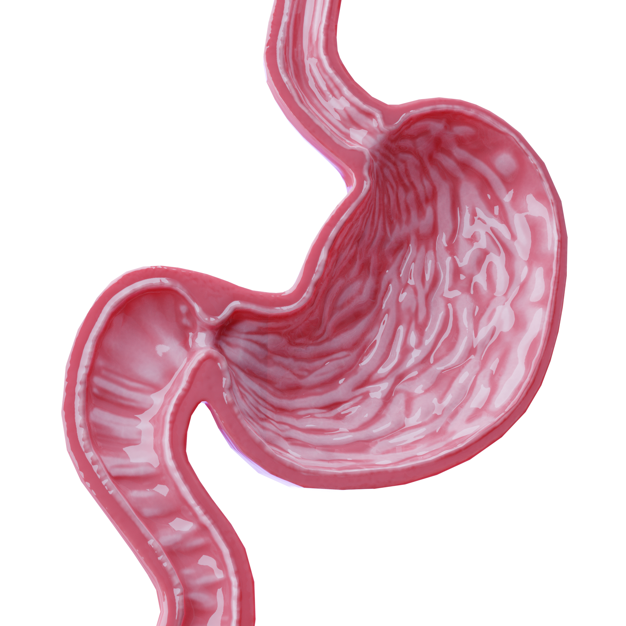人体消化系统胃解剖学照片摄影图片_ID:391507015-Veer图库