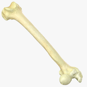 pavian monkey male femur 3D model
