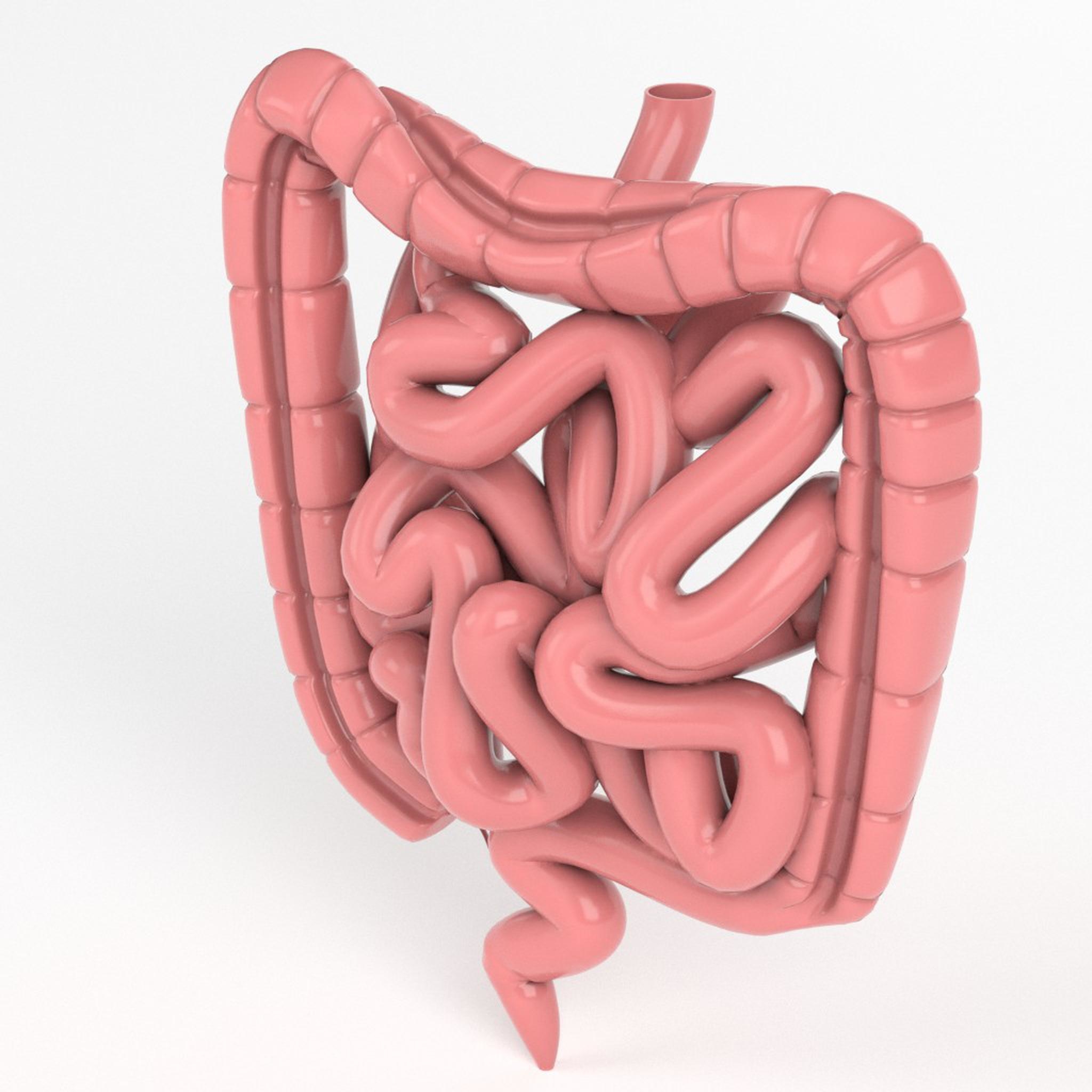 human-intestine-3d-model-turbosquid-1151752