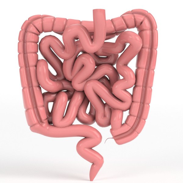 Human intestine 3D model - TurboSquid 1151752