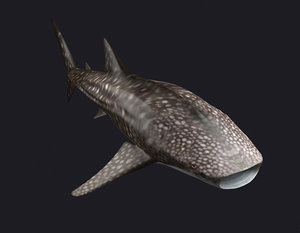 3D model sharks whale marine killer