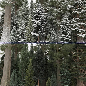 conifer cypress trees 40 3D model
