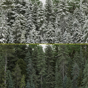 pine trees 60 3d model