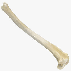 3D model domestic dog tibia bone