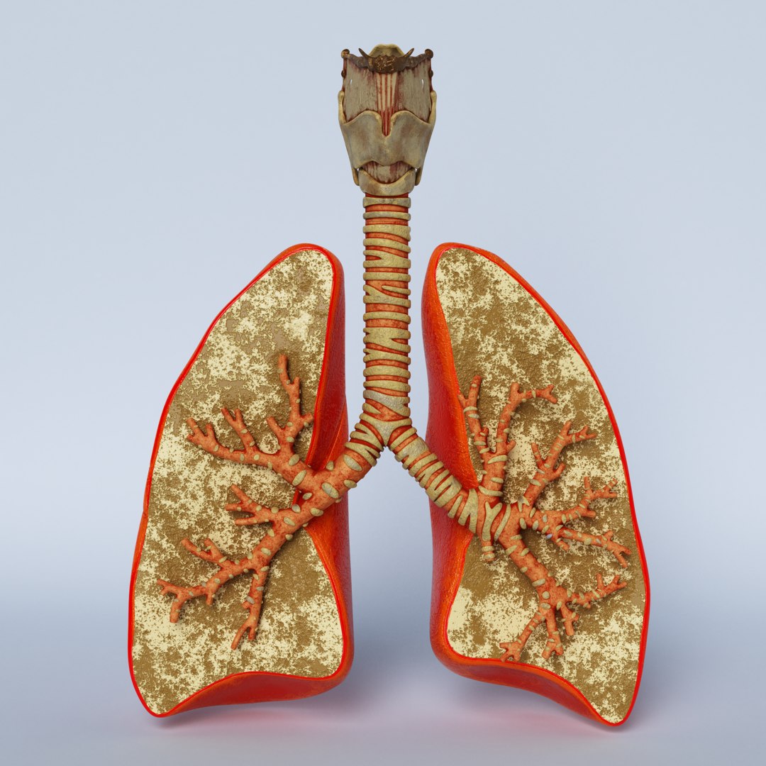 3d Lungs Trachea Larynx Turbosquid 1579296