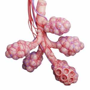 realistic human bronchi alveoli 3D
