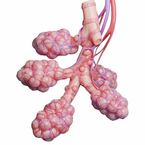 Realistic human bronchi alveoli 3D - TurboSquid 1575029