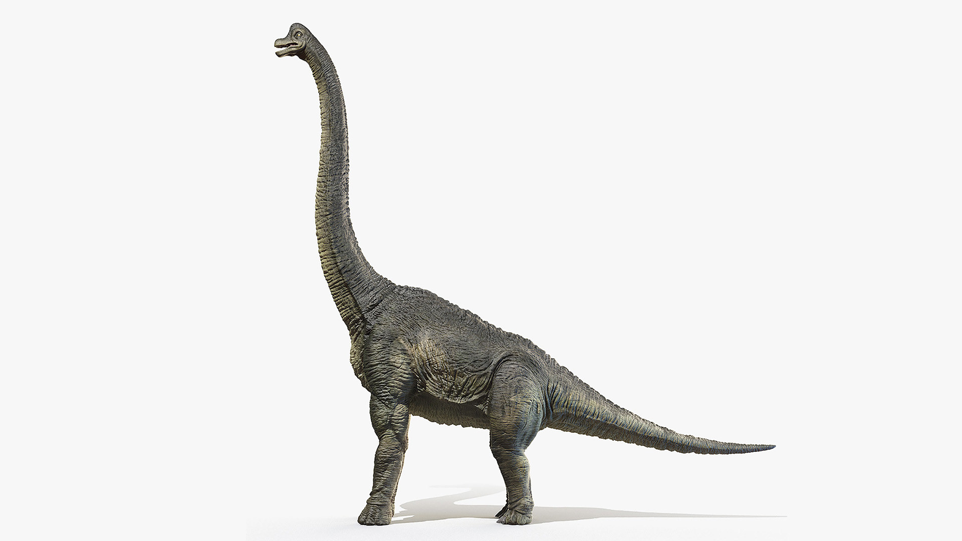 brachiosaurus 3d view