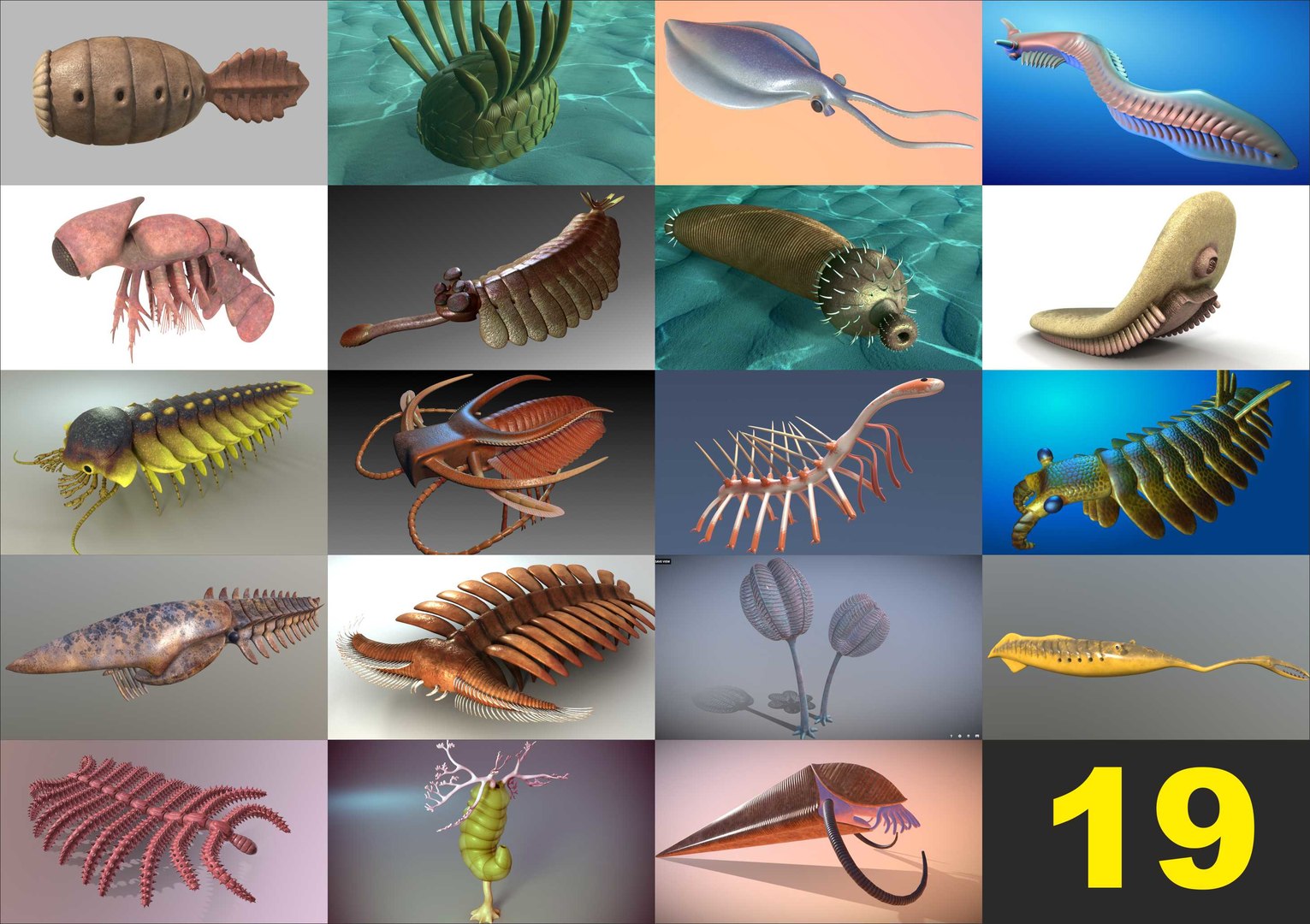 Most Unique Characteristics Of Anomalocaris